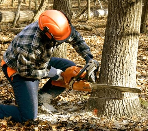 Tree Removal in Dante, SD